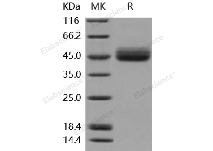 Валидация Elabscience PKSM040949(4888)