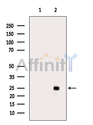 Валидация Affinity AF6504 - 3837