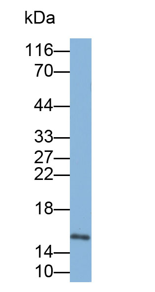 32832