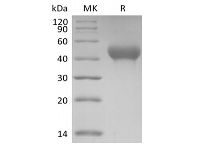 Валидация Elabscience PKSM041437(5312)