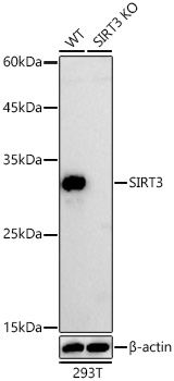 A20805, вестерн-блоттинг, лизаты клеток 293T (11739)