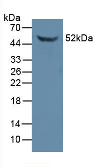 47717
