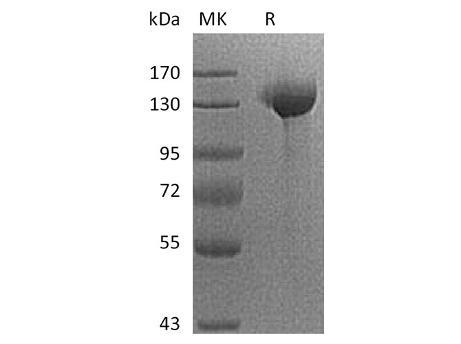 Валидация Elabscience PKSH033750(4026)