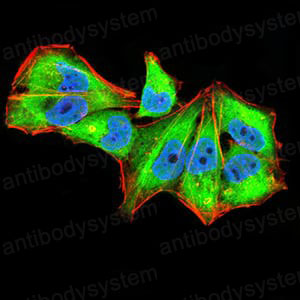 Валидация IF - AntibodySystem RHJ70002
