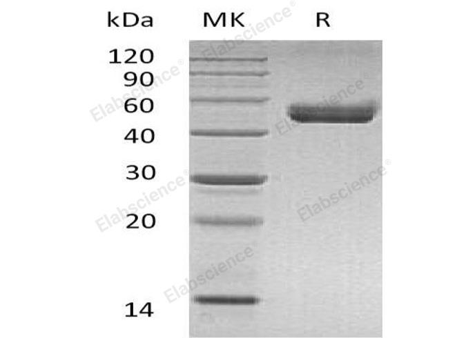 Валидация Elabscience PKSM041039(4968)