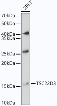 Валидация Elabscience E-AB-68393