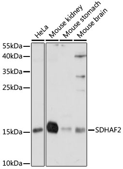 Валидация Elabscience E-AB-91469