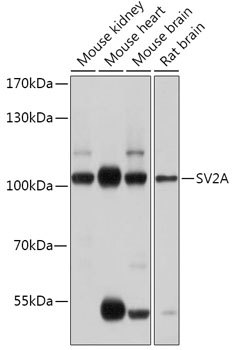 Валидация Elabscience E-AB-91944