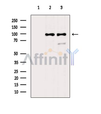 Валидация Affinity DF3399 - 14293