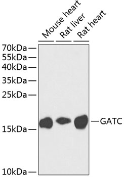 Валидация Elabscience E-AB-62591