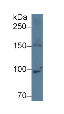 28362