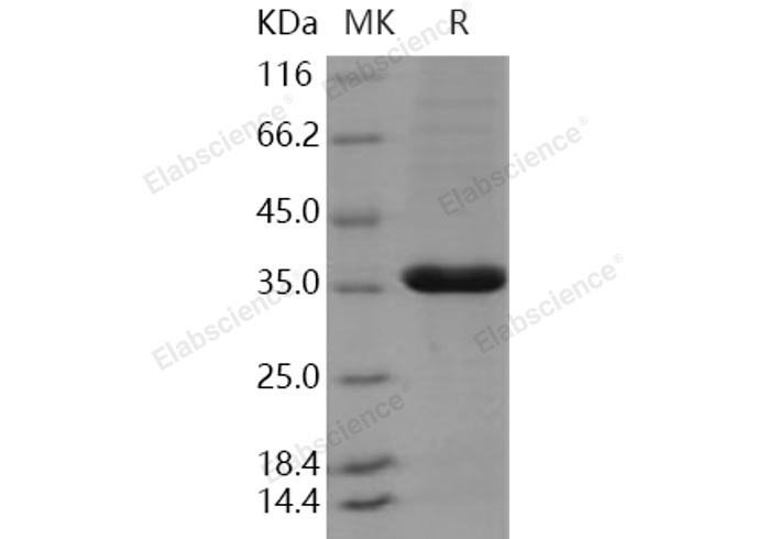 Валидация Elabscience PKSH030898(1730)