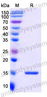 Валидация SDS-PAGE - AntibodySystem RHC26903