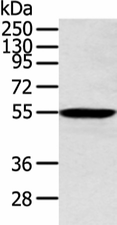 Валидация Elabscience E-AB-53361