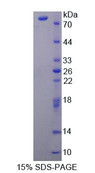 45055