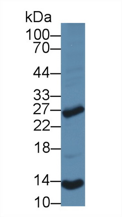 14124