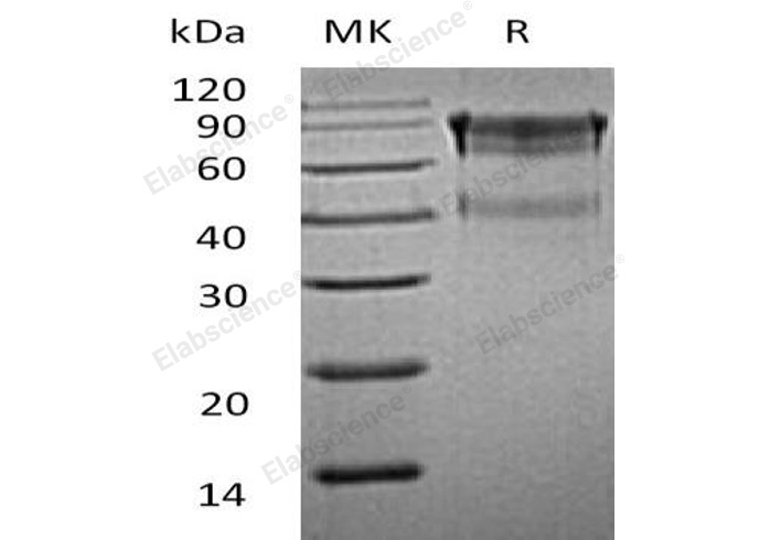 Валидация Elabscience PKSM041053(4979)