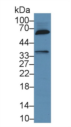 13526