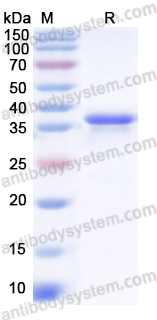 Валидация AntibodySystem YVV19101