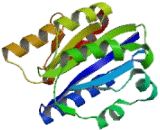 Integrin Alpha M (ITGaM)