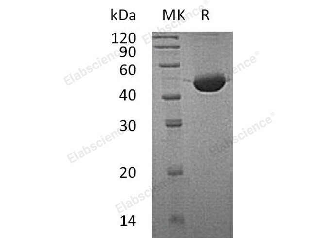 Валидация Elabscience PKSH032463(2933)