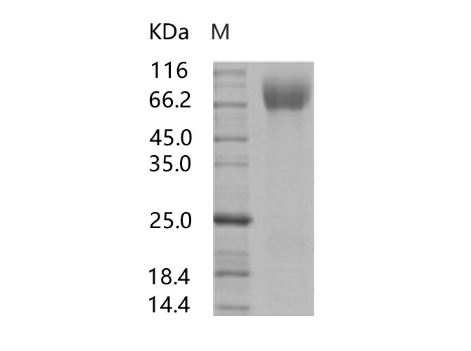 Валидация Elabscience PKSV030211(5988)