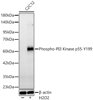 AP1463, вестерн-блоттинг, лизат клеток C2C12 (27919)