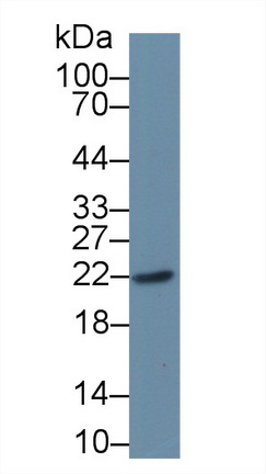 18452
