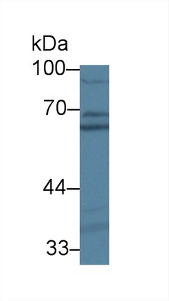 14106