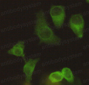Валидация IF - AntibodySystem RHE93204