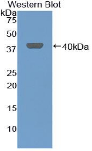 52754