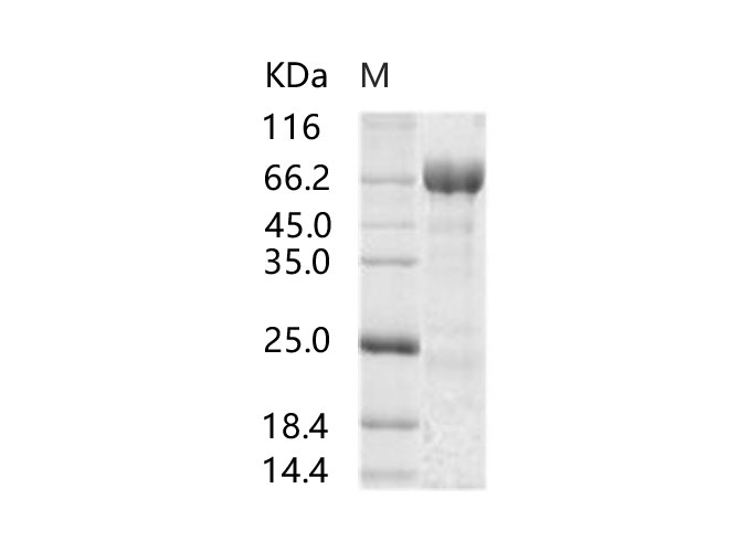 Валидация Elabscience PKSV030236(5999)