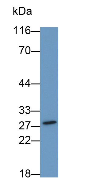 30788
