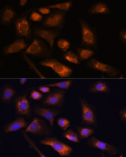 Валидация Elabscience E-AB-66548
