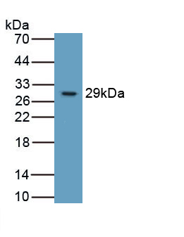 40901