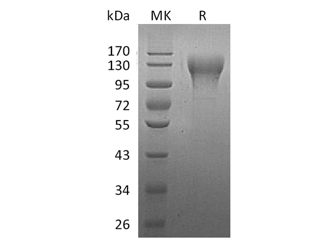Валидация Elabscience PKSH033505(3809)