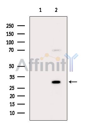 Валидация Affinity DF14903 - 11062
