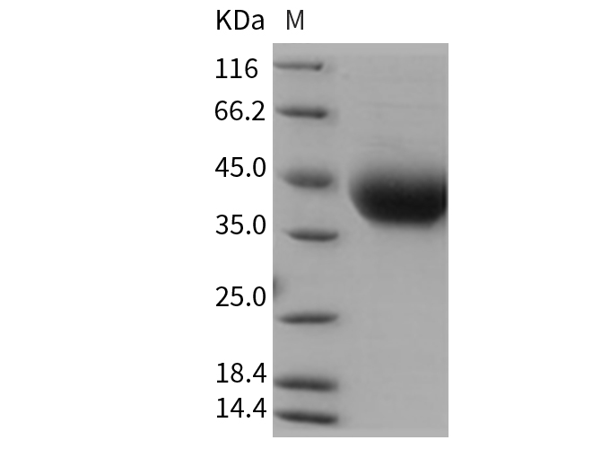 Валидация Elabscience PKSR030322(5666)