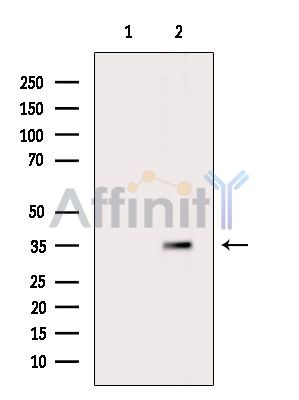 Валидация Affinity DF14645 - 10681