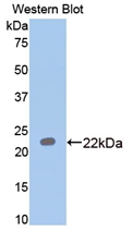 39156