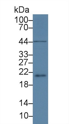 14203