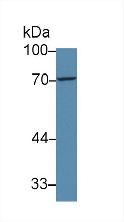 12526