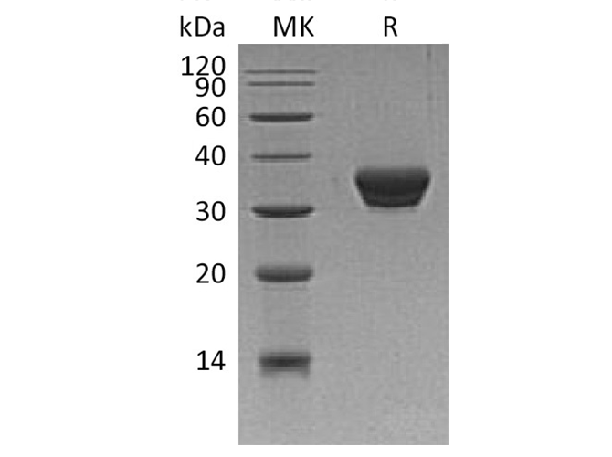 Валидация Elabscience PKSH033402(3729)
