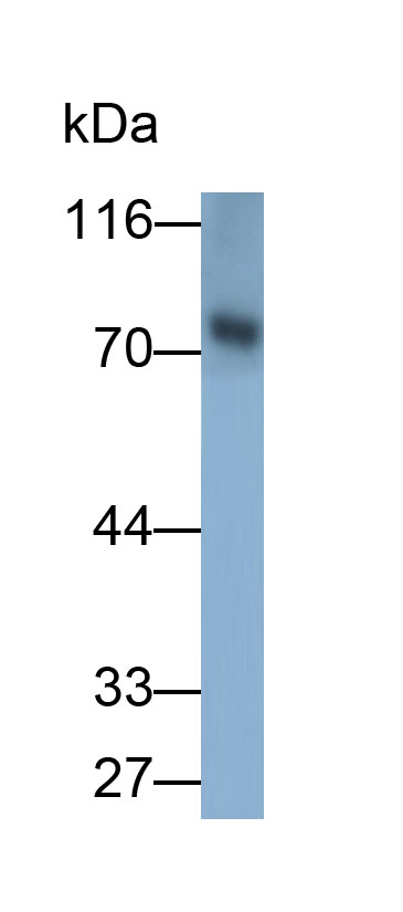 33182