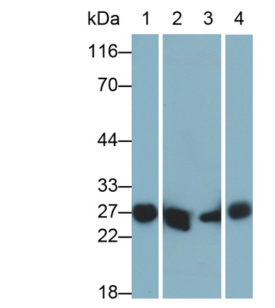 10917
