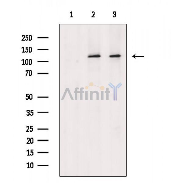 Валидация Affinity AF6768 - 4013
