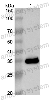 Валидация AntibodySystem PHB80501