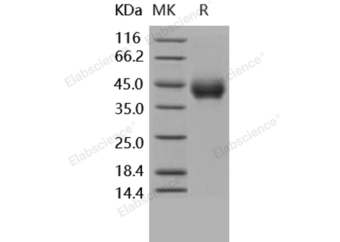 Валидация Elabscience PKSH031617(2279)