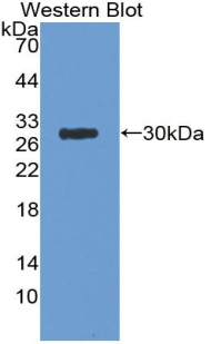 47656