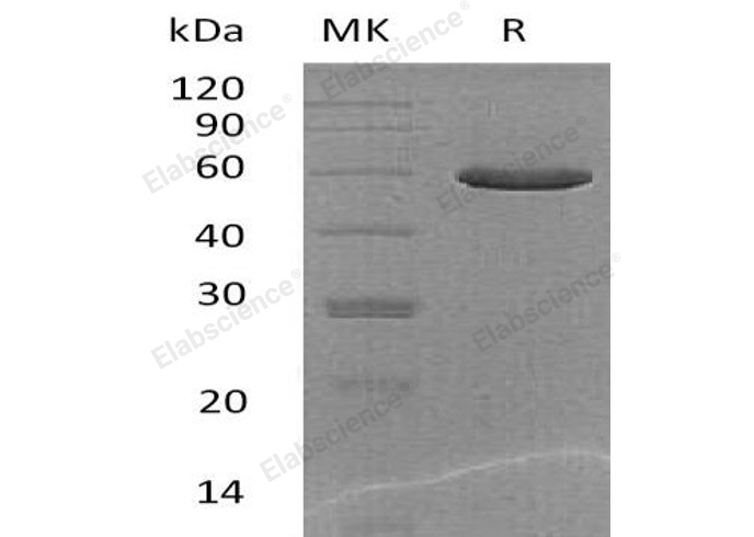 Валидация Elabscience PKSM041123(5040)